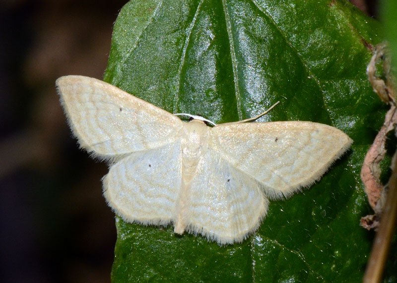 Geometride da determinare - Scopula immutata